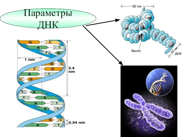 Параметры ДНК