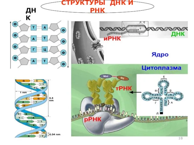 СТРУКТУРЫ ДНК И РНК ДНК