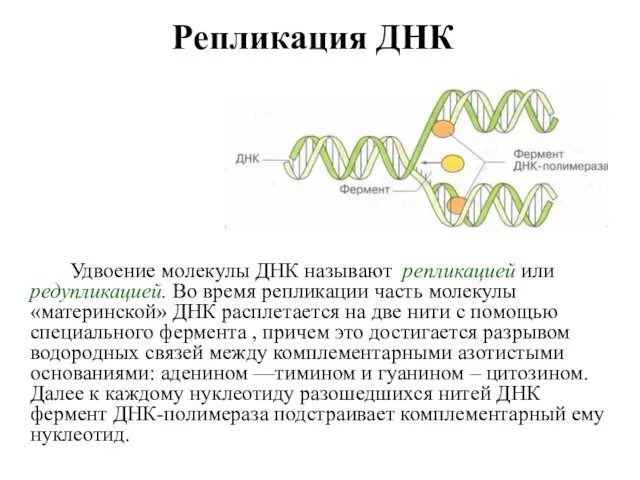 Репликация ДНК Удвоение молекулы ДНК называют репликацией или редупликацией. Во время