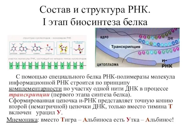 Состав и структура РНК. I этап биосинтеза белка С помощью специального