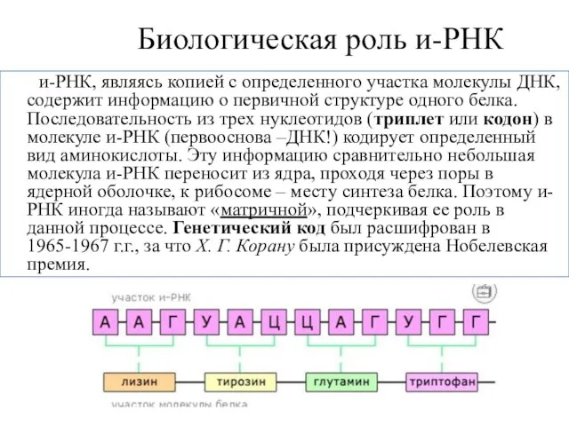 Биологическая роль и-РНК и-РНК, являясь копией с определенного участка молекулы ДНК,