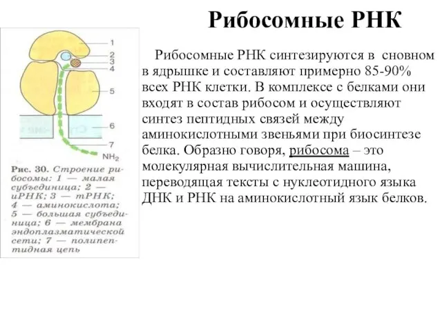 Рибосомные РНК Рибосомные РНК синтезируются в сновном в ядрышке и составляют