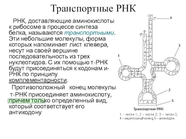 Транспортные РНК РНК, доставляющие аминокислоты к рибосоме в процессе синтеза белка,