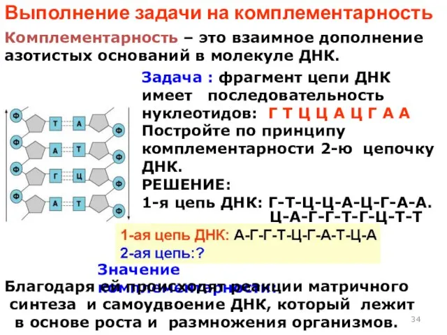 Выполнение задачи на комплементарность Комплементарность – это взаимное дополнение азотистых оснований