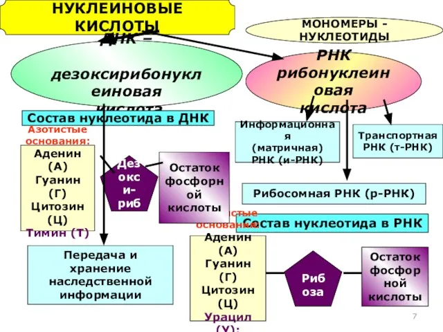 НУКЛЕИНОВЫЕ КИСЛОТЫ МОНОМЕРЫ - НУКЛЕОТИДЫ ДНК – дезоксирибонуклеиновая кислота РНК рибонуклеиновая