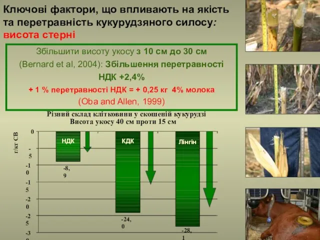 Ключові фактори, що впливають на якість та перетравність кукурудзяного силосу: висота