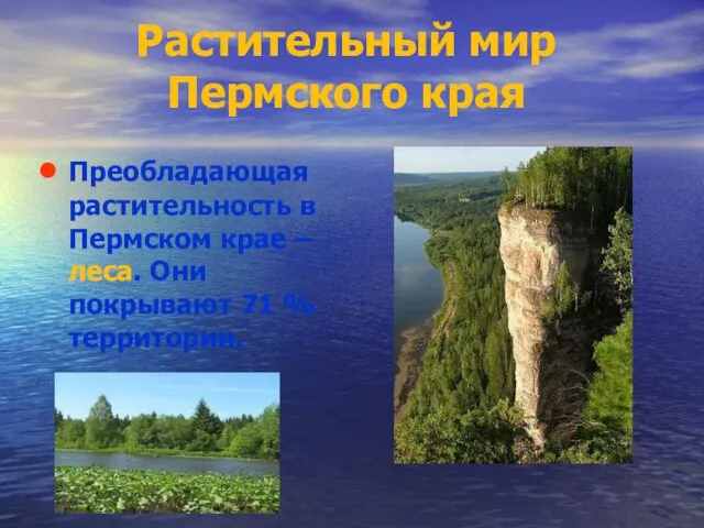 Растительный мир Пермского края Преобладающая растительность в Пермском крае – леса. Они покрывают 71 % территории.