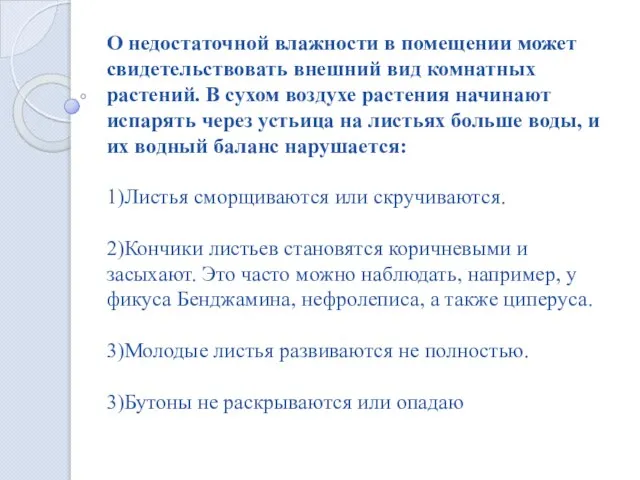 О недостаточной влажности в помещении может свидетельствовать внешний вид комнатных растений.