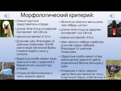 Морфологический критерий: Самый крупный представитель отряда: длина тела птицы в среднем