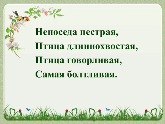 Непоседа пестрая, Птица длиннохвостая, Птица говорливая, Самая болтливая.