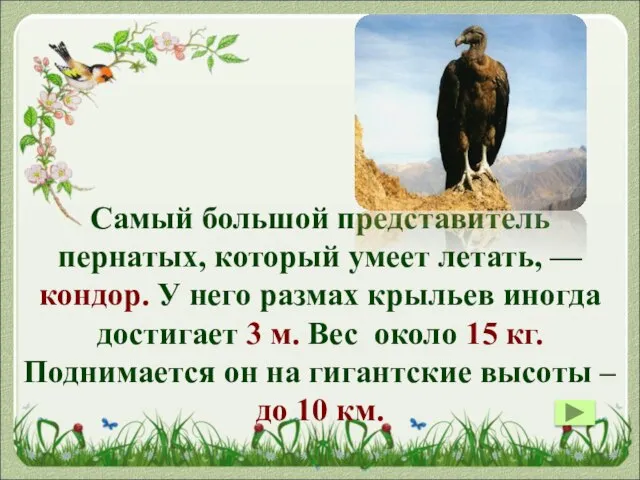 Самый большой представитель пернатых, который умеет летать, — кондор. У него