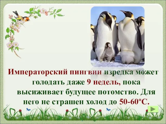 Императорский пингвин изредка может голодать даже 9 недель, пока высиживает будущее