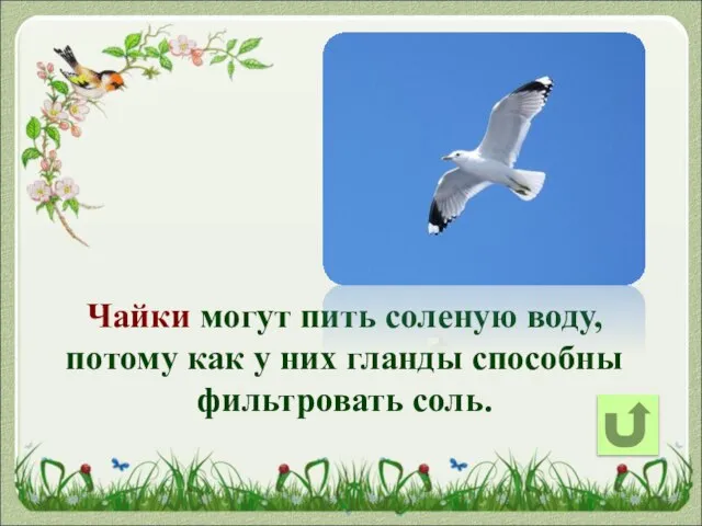 Чайки могут пить соленую воду, потому как у них гланды способны фильтровать соль.