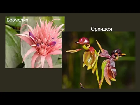 Орхидея Бромелия