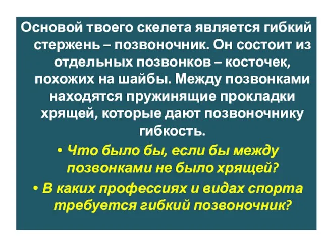 Основой твоего скелета является гибкий стержень – позвоночник. Он состоит из