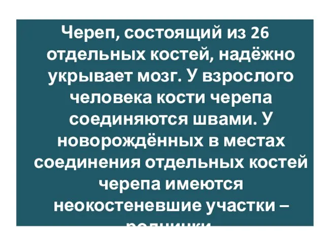 Череп, состоящий из 26 отдельных костей, надёжно укрывает мозг. У взрослого