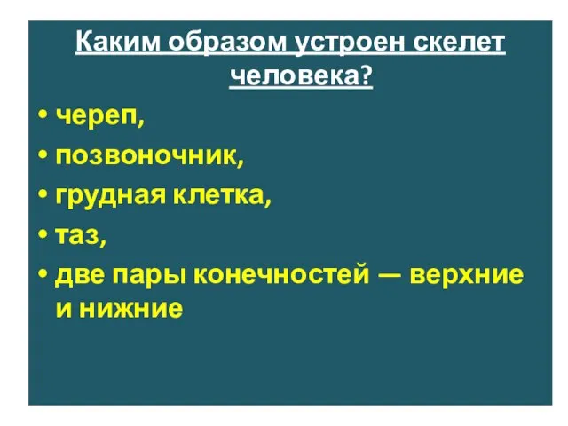 Каким образом устроен скелет человека? череп, позвоночник, грудная клетка, таз, две