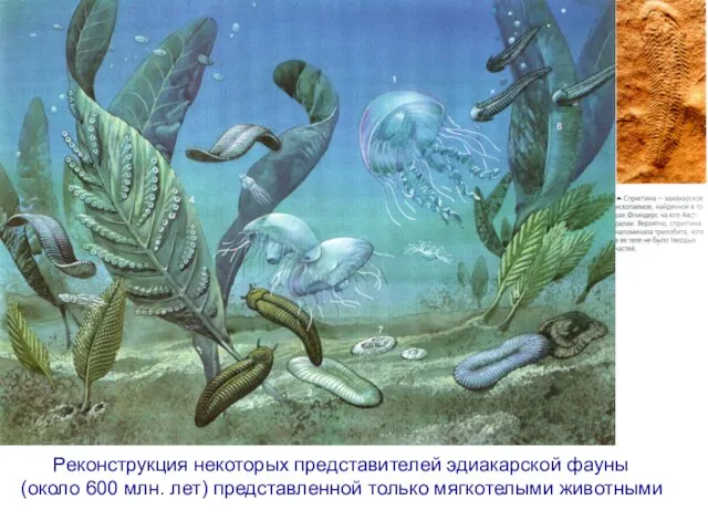 Реконструкция некоторых представителей эдиакарской фауны (около 600 млн. лет) представленной только мягкотелыми животными