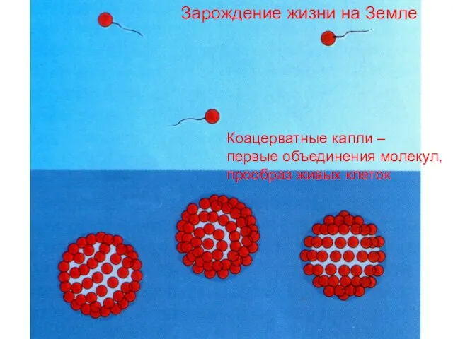 Коацерватные капли – первые объединения молекул, прообраз живых клеток Зарождение жизни на Земле