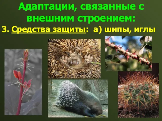 Адаптации, связанные с внешним строением: 3. Средства защиты: а) шипы, иглы