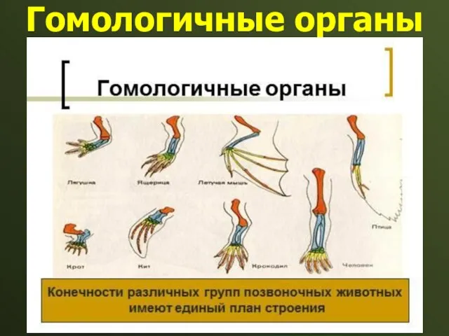 Гомологичные органы