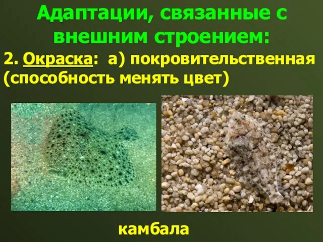 Адаптации, связанные с внешним строением: 2. Окраска: а) покровительственная (способность менять цвет) камбала