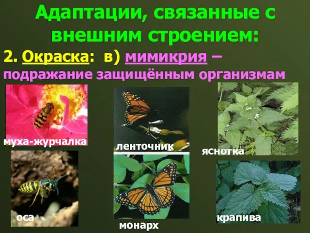 Адаптации, связанные с внешним строением: 2. Окраска: в) мимикрия – подражание