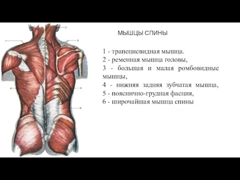 МЫШЦЫ СПИНЫ 1 - трапециевидная мышца. 2 - ременная мышца головы,