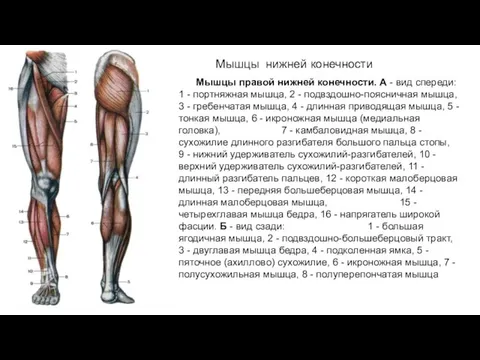 Мышцы нижней конечности Мышцы правой нижней конечности. А - вид спереди: