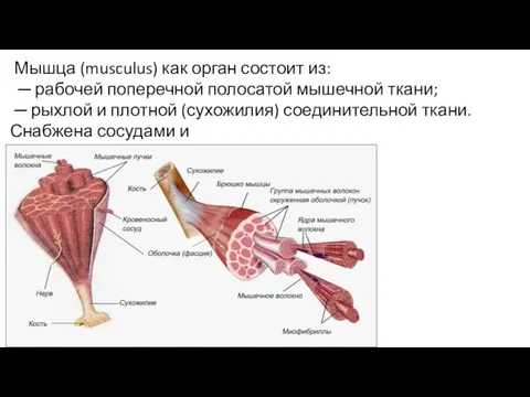 Мышца (musculus) как орган состоит из: ─ рабочей поперечной полосатой мышечной