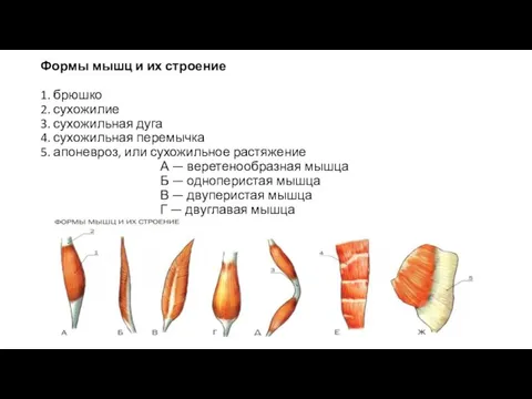 Формы мышц и их строение 1. брюшко 2. сухожилие 3. сухожильная