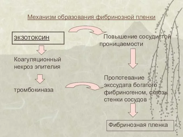 Механизм образования фибринозной пленки Повышение сосудистой проницаемости