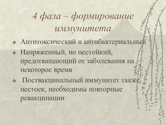 4 фаза – формирование иммунитета Антитоксический и антибактериальный Напряженный, но нестойкий,