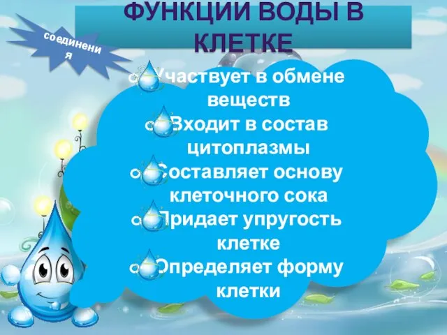 ФУНКЦИИ ВОДЫ В КЛЕТКЕ Участвует в обмене веществ Входит в состав