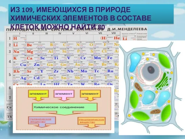 ИЗ 109, ИМЕЮЩИХСЯ В ПРИРОДЕ ХИМИЧЕСКИХ ЭЛЕМЕНТОВ В СОСТАВЕ КЛЕТОК МОЖНО НАЙТИ 80