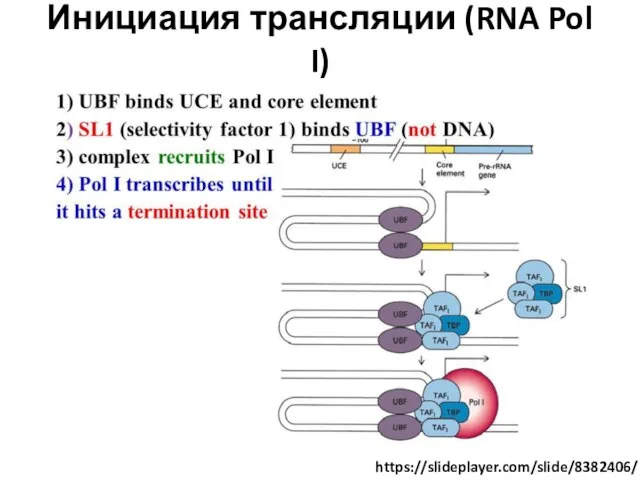 Инициация трансляции (RNA Pol I) https://slideplayer.com/slide/8382406/