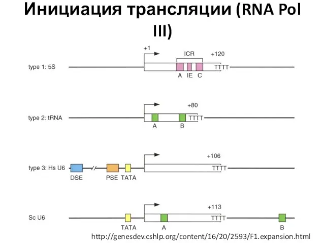 Инициация трансляции (RNA Pol III) http://genesdev.cshlp.org/content/16/20/2593/F1.expansion.html