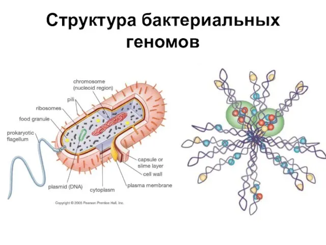 Структура бактериальных геномов