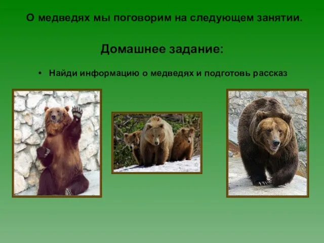 Домашнее задание: Найди информацию о медведях и подготовь рассказ О медведях мы поговорим на следующем занятии.