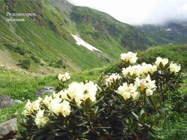 Рододендрон, эндемик