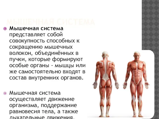 МЫШЕЧНАЯ СИСТЕМА Мышечная система представляет собой совокупность способных к сокращению мышечных