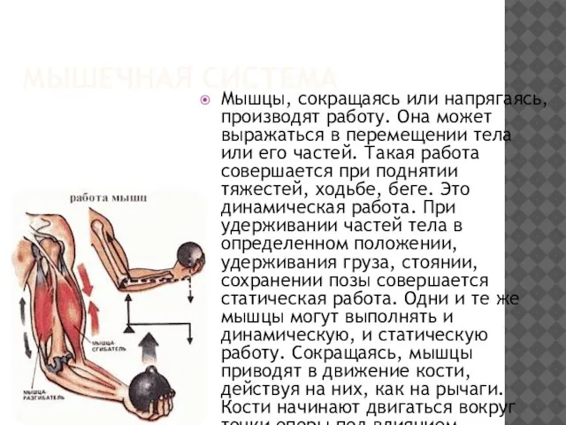 МЫШЕЧНАЯ СИСТЕМА Мышцы, сокращаясь или напрягаясь, производят работу. Она может выражаться