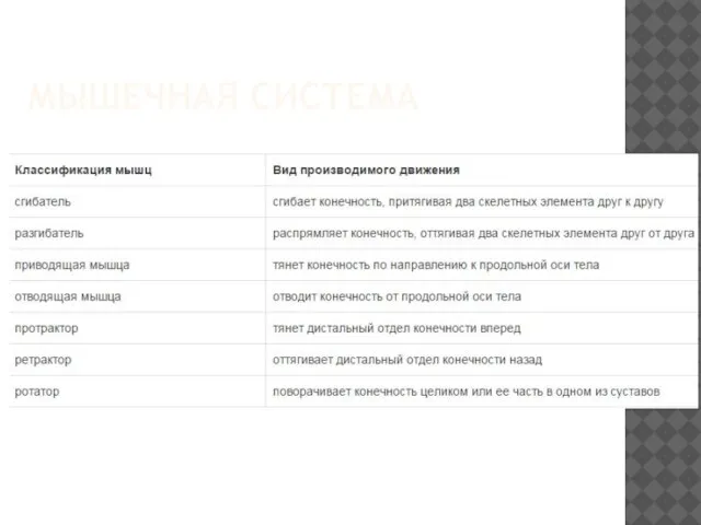МЫШЕЧНАЯ СИСТЕМА