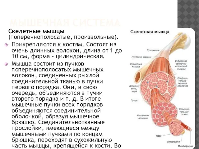 МЫШЕЧНАЯ СИСТЕМА Скелетные мышцы (поперечнополосатые, произвольные). Прикрепляются к костям. Состоят из