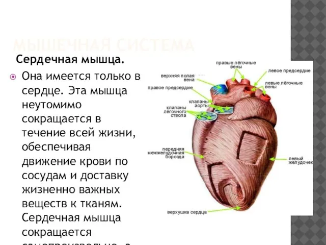 МЫШЕЧНАЯ СИСТЕМА Сердечная мышца. Она имеется только в сердце. Эта мышца