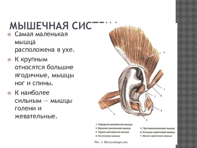 МЫШЕЧНАЯ СИСТЕМА Самая маленькая мышца расположена в ухе. К крупным относятся