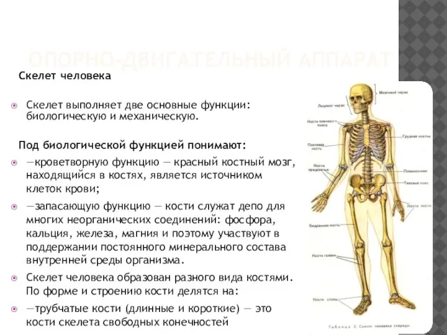 ОПОРНО-ДВИГАТЕЛЬНЫЙ АППАРАТ Скелет человека Скелет выполняет две основные функции: биологическую и