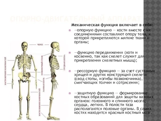 ОПОРНО-ДВИГАТЕЛЬНЫЙ АППАРАТ Механическая функция включает в себя: —опорную функцию — кости