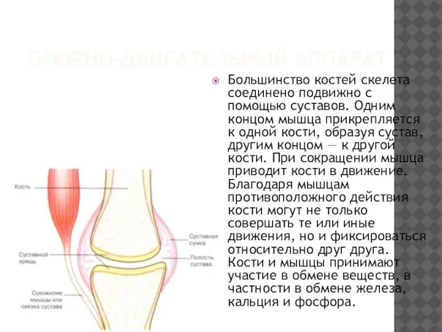 ОПОРНО-ДВИГАТЕЛЬНЫЙ АППАРАТ Большинство костей скелета соединено подвижно с помощью суставов. Одним