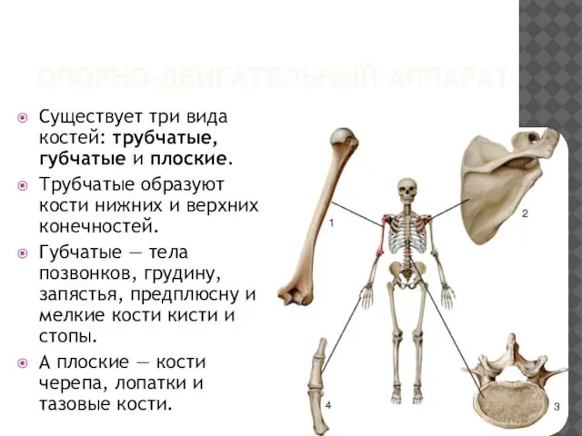 ОПОРНО-ДВИГАТЕЛЬНЫЙ АППАРАТ Существует три вида костей: трубчатые, губчатые и плоские. Трубчатые
